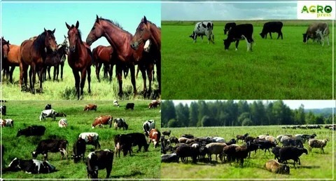 Мал шаруашылығындағы өсім – мемлекеттік қолдаудың нәтижесі